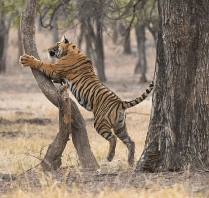 Golden Ranthambore